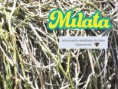 /album/sandalias-artesanales/logo-mulata-jpg/